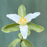 Trillium pusillum